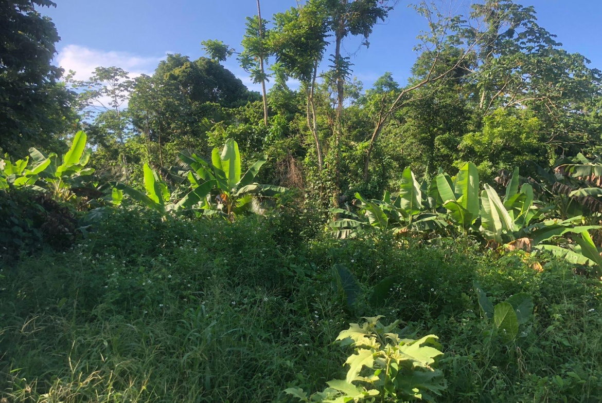 First image of Hopewell in Kensington, Portland, Jamaica - property is For Sale
