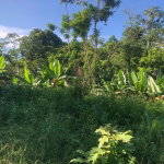 First image of Hopewell in Kensington, Portland, Jamaica - property is For Sale