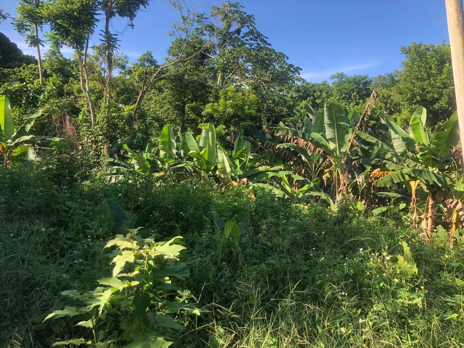 Third image of Hopewell in Kensington, Portland, Jamaica - property is For Sale
