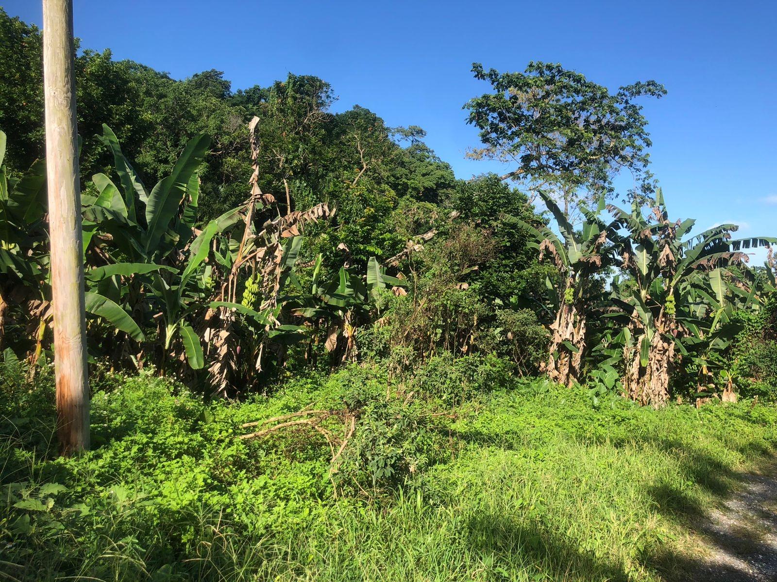 Fourth image of Hopewell in Kensington, Portland, Jamaica - property is For Sale