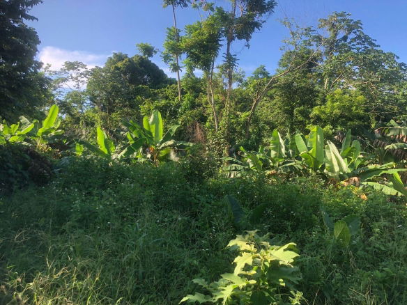 First image of Hopewell in Kensington, Portland, Jamaica - property is For Sale