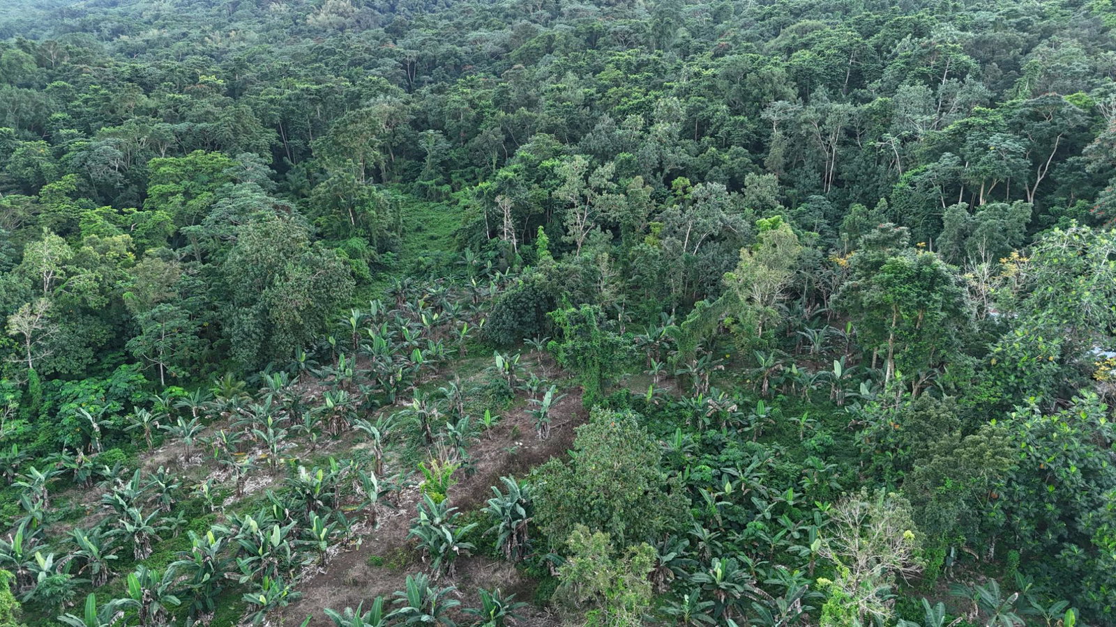 Second image of Elmwood Estate in Long Bay, Portland, Jamaica - property is For Sale