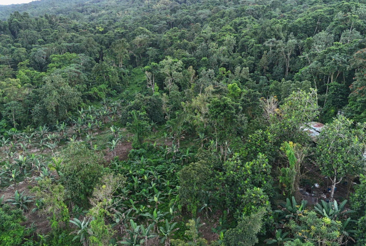 First image of Elmwood Estate in Long Bay, Portland, Jamaica - property is For Sale