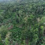 First image of Elmwood Estate in Long Bay, Portland, Jamaica - property is For Sale