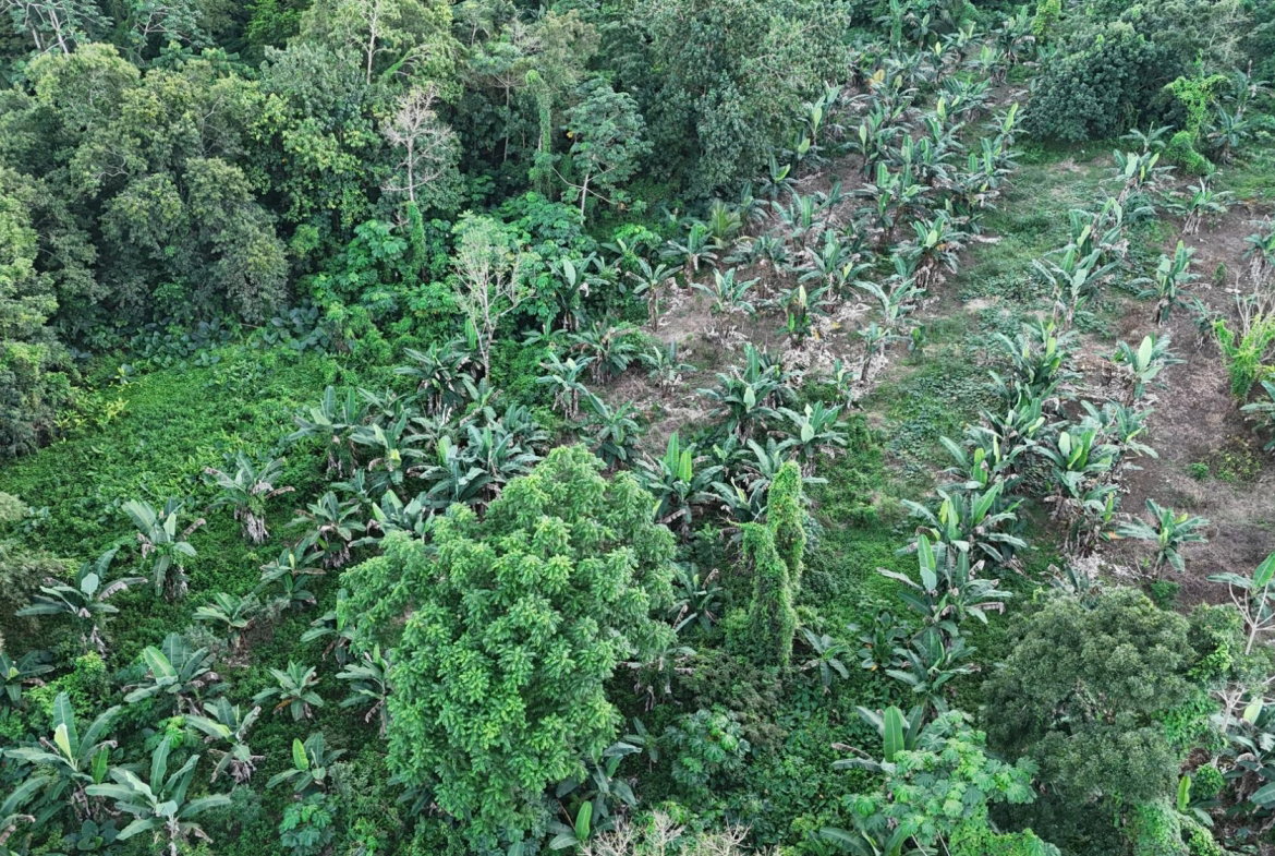 Third image of Elmwood Estate in Long Bay, Portland, Jamaica - property is For Sale