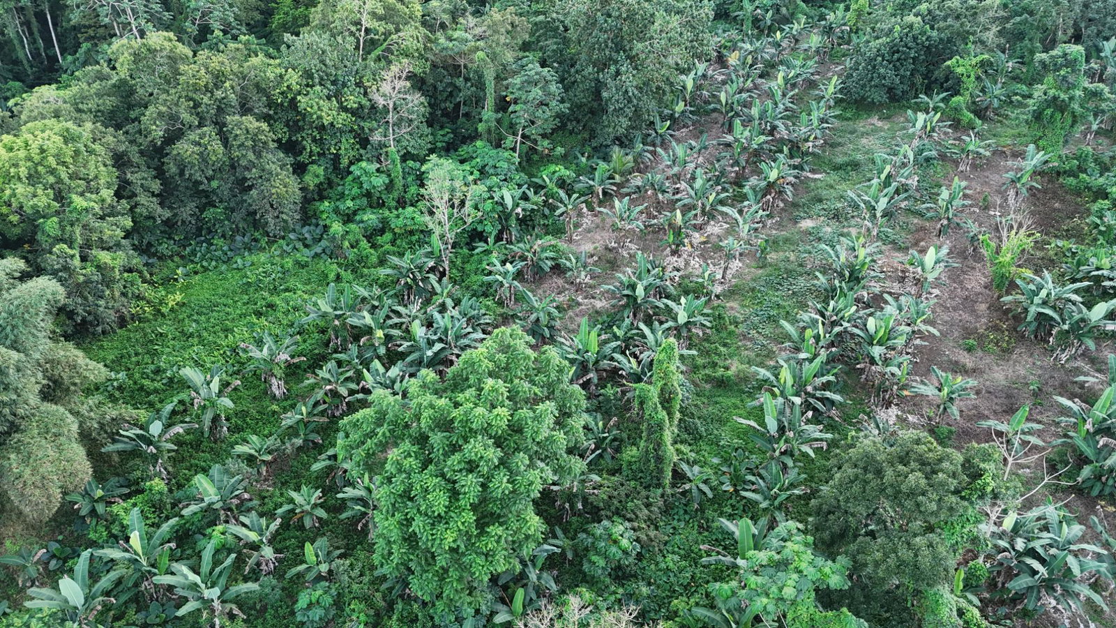 Third image of Elmwood Estate in Long Bay, Portland, Jamaica - property is For Sale