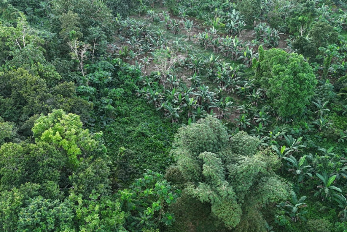 Fifth image of Elmwood Estate in Long Bay, Portland, Jamaica - property is For Sale