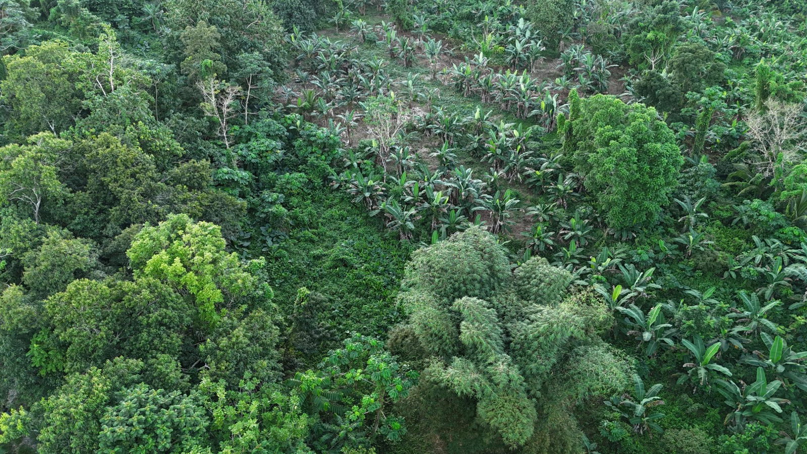 Fifth image of Elmwood Estate in Long Bay, Portland, Jamaica - property is For Sale