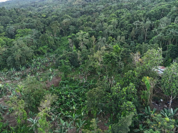 First image of Elmwood Estate in Long Bay, Portland, Jamaica - property is For Sale