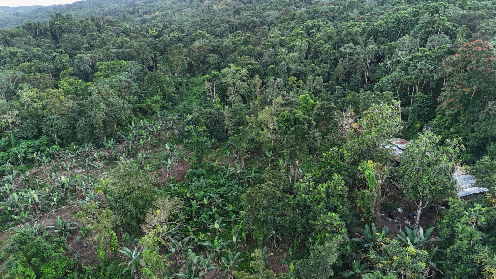 First image of Elmwood Estate in Long Bay, Portland, Jamaica - property is For Sale