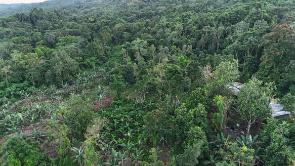 First image of Elmwood Estate in Long Bay, Portland, Jamaica - property is For Sale