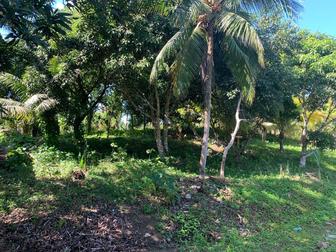 Fourth image of Hartland Road, Decoy in Guys Hill, St. Mary, Jamaica - property is For Sale