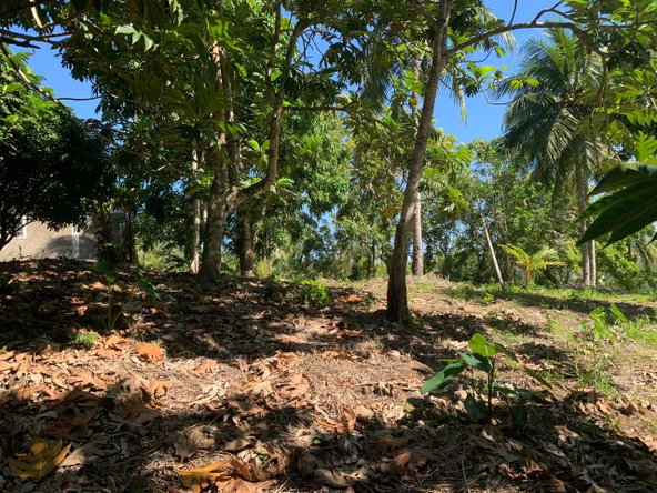 Fifth image of Hartland Road, Decoy in Guys Hill, St. Mary, Jamaica - property is For Sale