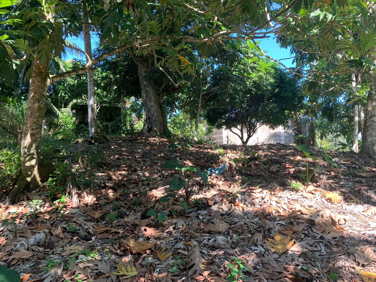 Sixth image of Hartland Road, Decoy in Guys Hill, St. Mary, Jamaica - property is For Sale