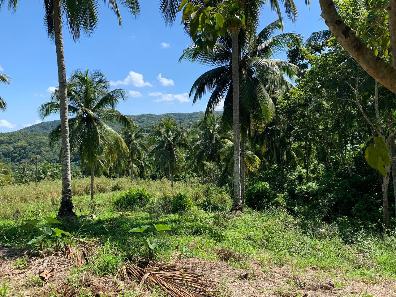 Seventh image of Hartland Road, Decoy in Guys Hill, St. Mary, Jamaica - property is For Sale