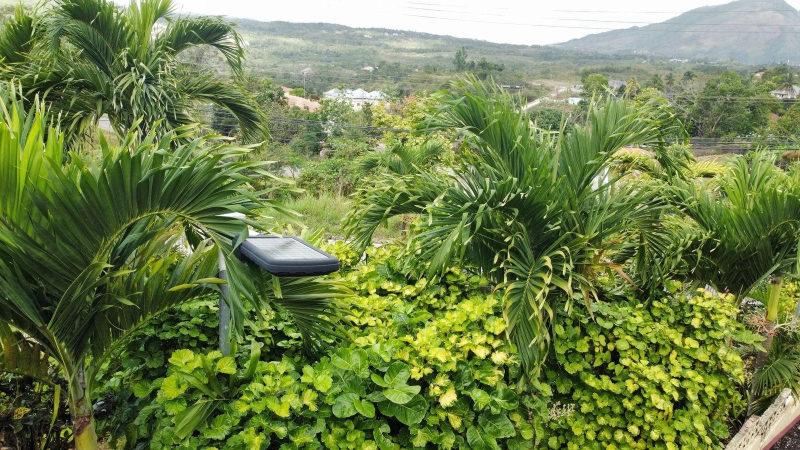 Fifteenth image of Lot 3 Williamsfield in Mandeville, Manchester, Jamaica - property is For Sale