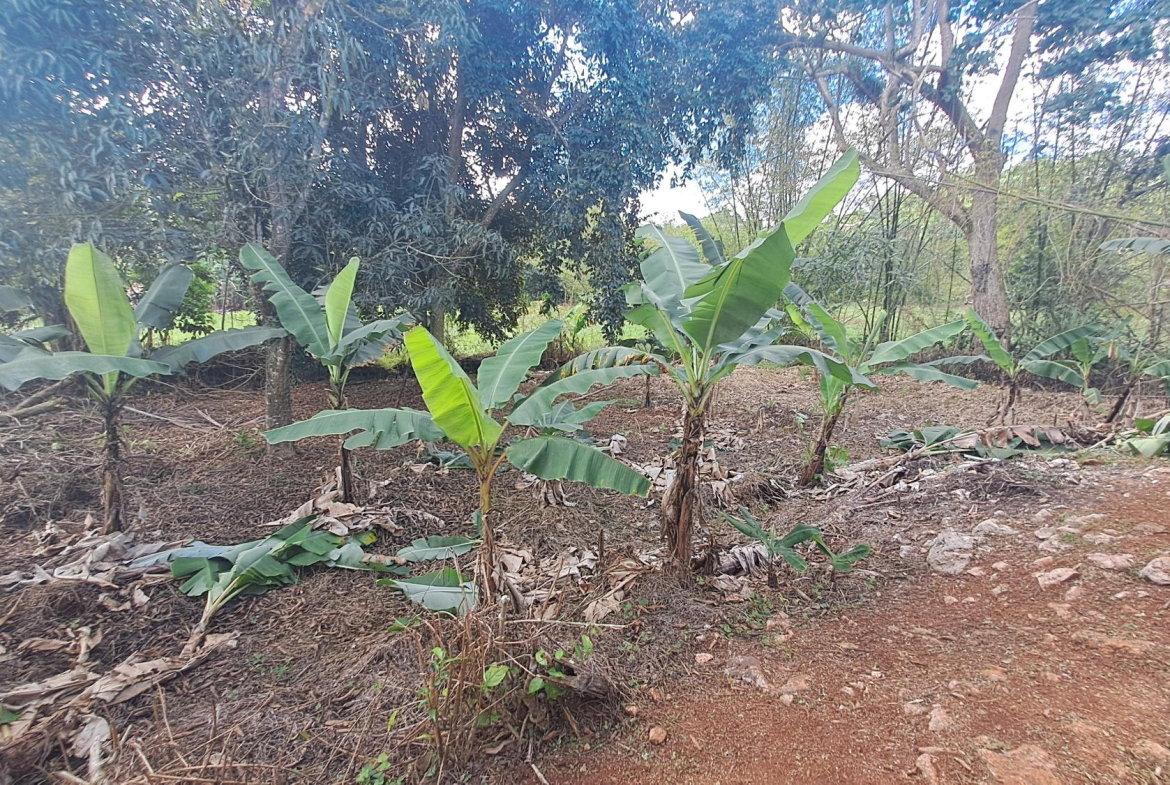 Twenty-Sixth image of Lot 7 Royal Flat in Royal Flat, Manchester, Jamaica - property is For Sale