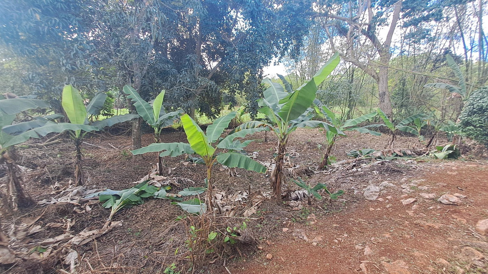 Twenty-Sixth image of Lot 7 Royal Flat in Royal Flat, Manchester, Jamaica - property is For Sale