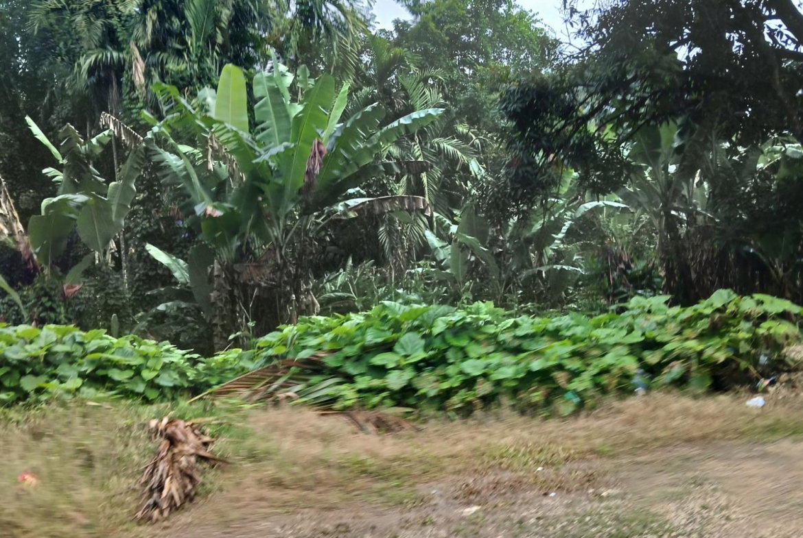 Eighth image of Ulster Spring in Albert Town, Trelawny, Jamaica - property is For Sale