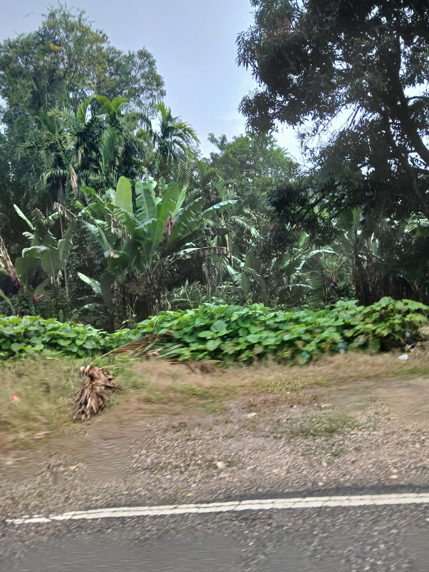 Eighth image of Ulster Spring in Albert Town, Trelawny, Jamaica - property is For Sale