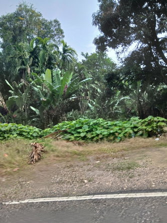 Eighth image of Ulster Spring in Albert Town, Trelawny, Jamaica - property is For Sale