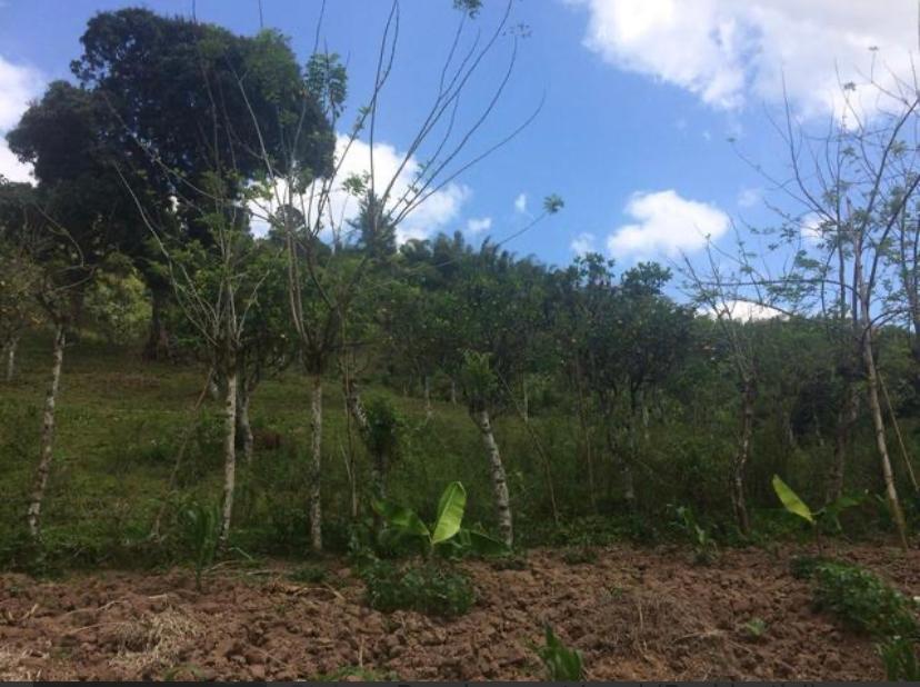 Fourth image of 875 Leicesterfield in Frankfield, Clarendon, Jamaica - property is For Sale