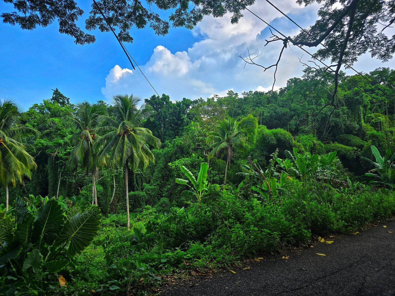 Eco-Retreat-Paradise-for-Sale-in-Richards-Pen-Jamaica Second image of Richards Pen, st Mary in Gayle, St. Mary, Jamaica - property is For Sale