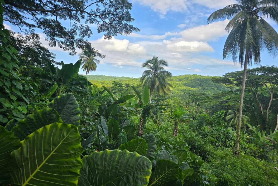 Third image of Richards Pen, st Mary in Gayle, St. Mary, Jamaica - property is For Sale