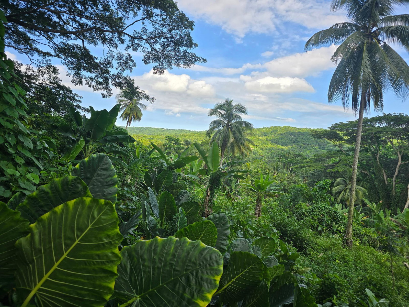 Eco-Retreat-Paradise-for-Sale-in-Richards-Pen-Jamaica Third image of Richards Pen, st Mary in Gayle, St. Mary, Jamaica - property is For Sale