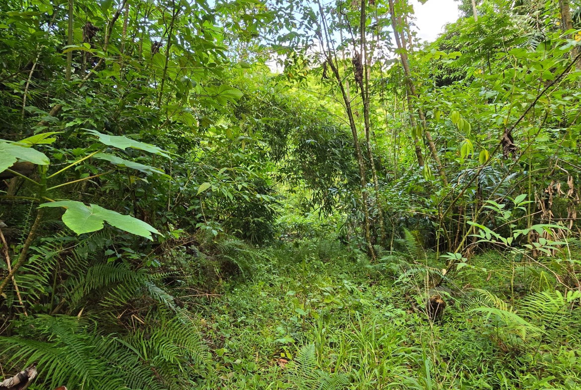 Fourth image of Richards Pen, st Mary in Gayle, St. Mary, Jamaica - property is For Sale