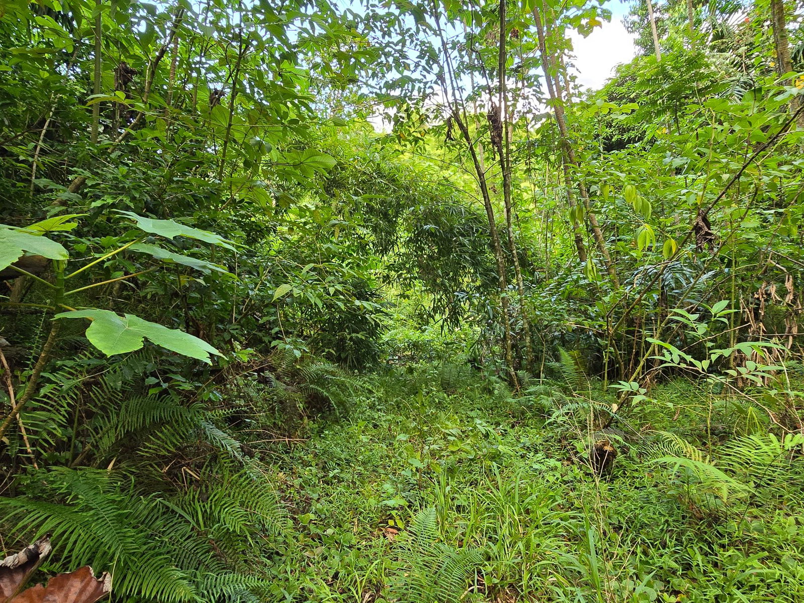 Eco-Retreat-Paradise-for-Sale-in-Richards-Pen-Jamaica Fourth image of Richards Pen, st Mary in Gayle, St. Mary, Jamaica - property is For Sale