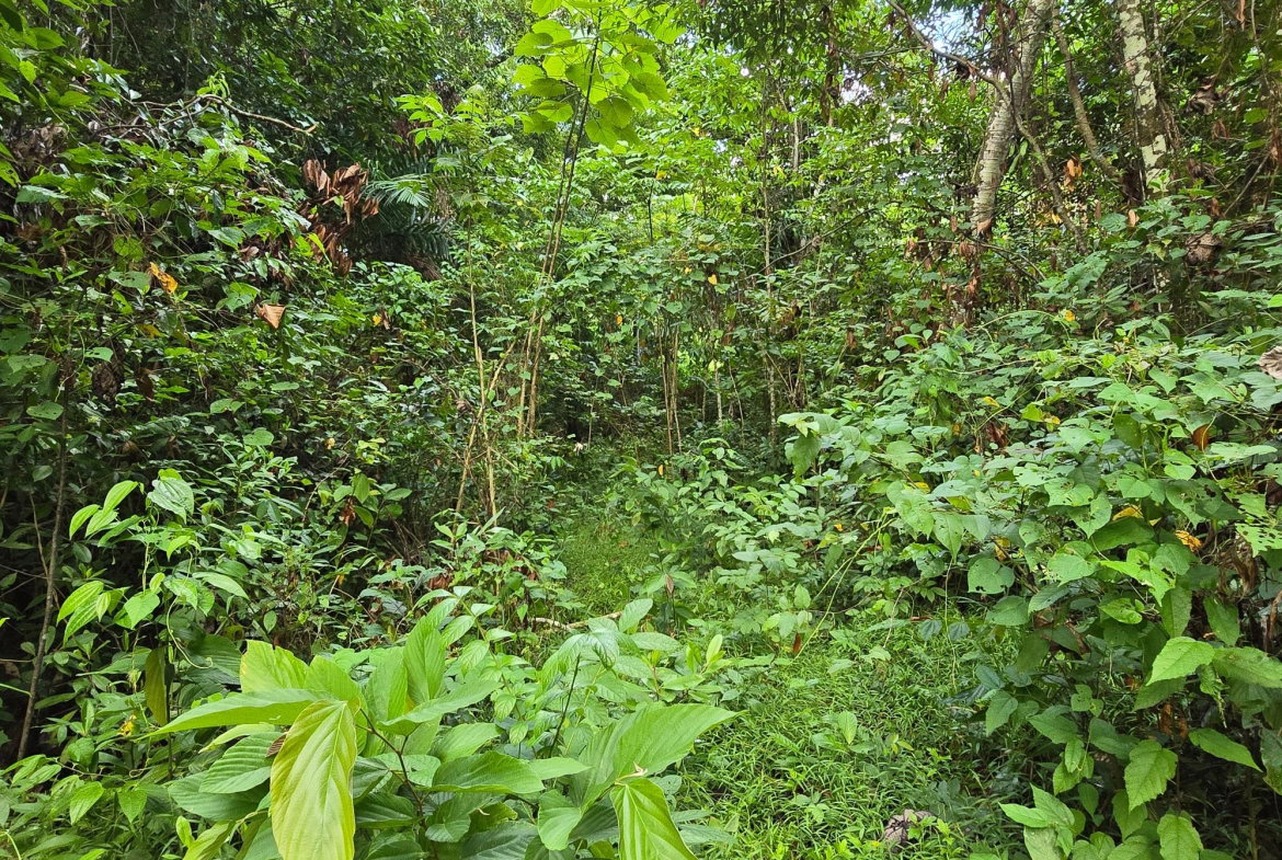 Fifth image of Richards Pen, st Mary in Gayle, St. Mary, Jamaica - property is For Sale