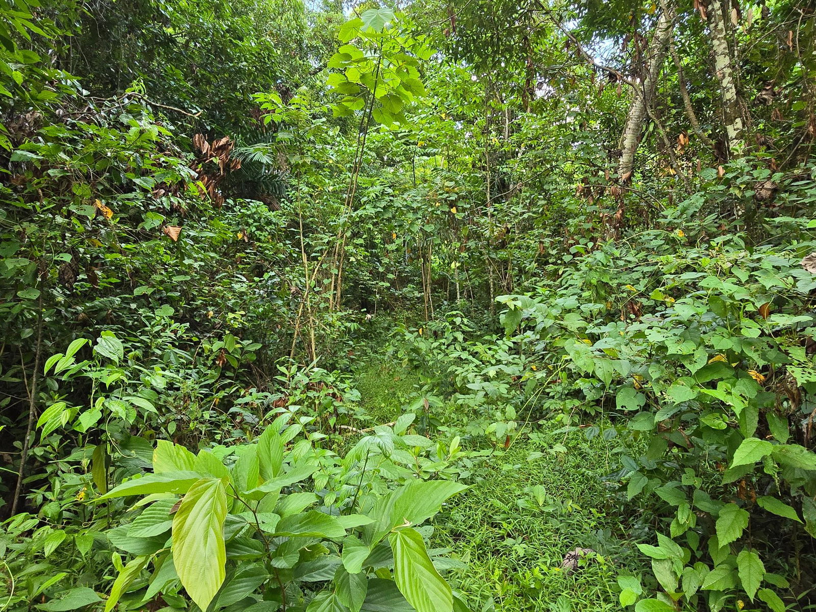 Eco-Retreat-Paradise-for-Sale-in-Richards-Pen-Jamaica Fifth image of Richards Pen, st Mary in Gayle, St. Mary, Jamaica - property is For Sale