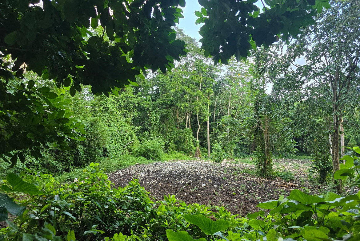 Sixth image of Richards Pen, st Mary in Gayle, St. Mary, Jamaica - property is For Sale