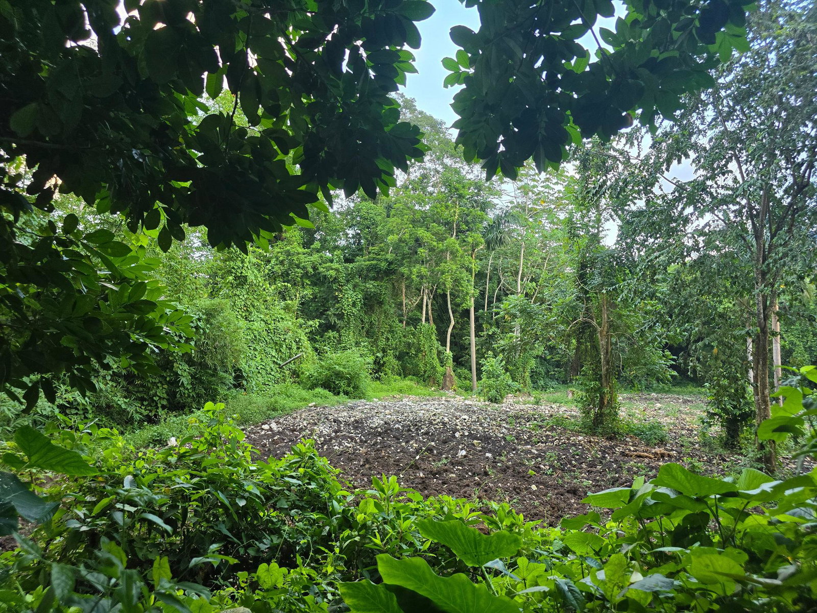 Eco-Retreat-Paradise-for-Sale-in-Richards-Pen-Jamaica Sixth image of Richards Pen, st Mary in Gayle, St. Mary, Jamaica - property is For Sale