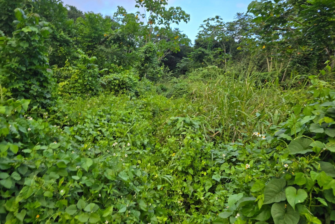 Seventh image of Richards Pen, st Mary in Gayle, St. Mary, Jamaica - property is For Sale