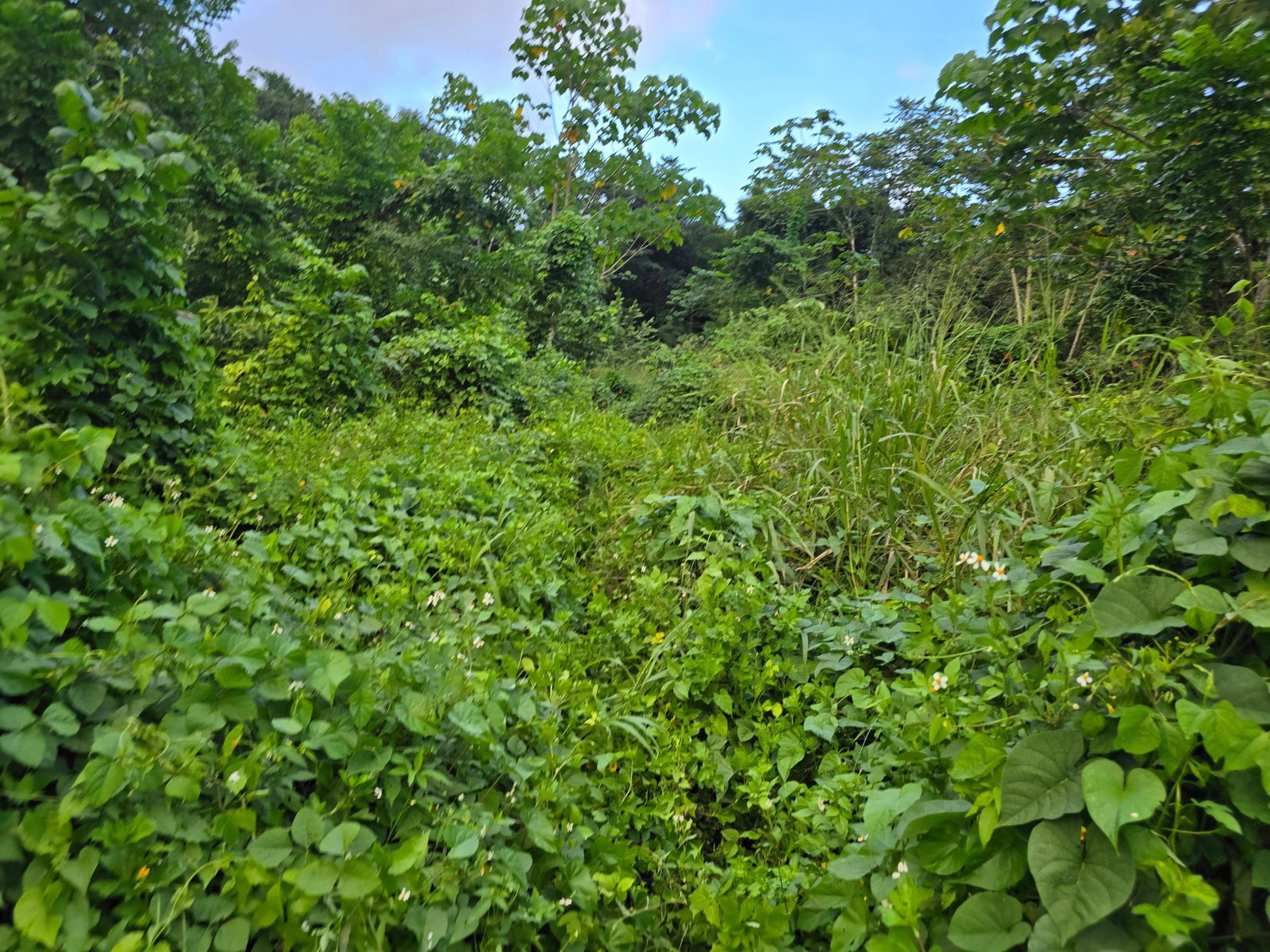 Eco-Retreat-Paradise-for-Sale-in-Richards-Pen-Jamaica Seventh image of Richards Pen, st Mary in Gayle, St. Mary, Jamaica - property is For Sale