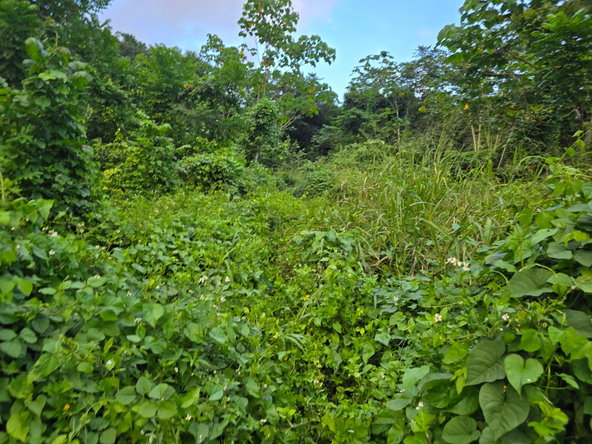 Seventh image of Richards Pen, st Mary in Gayle, St. Mary, Jamaica - property is For Sale