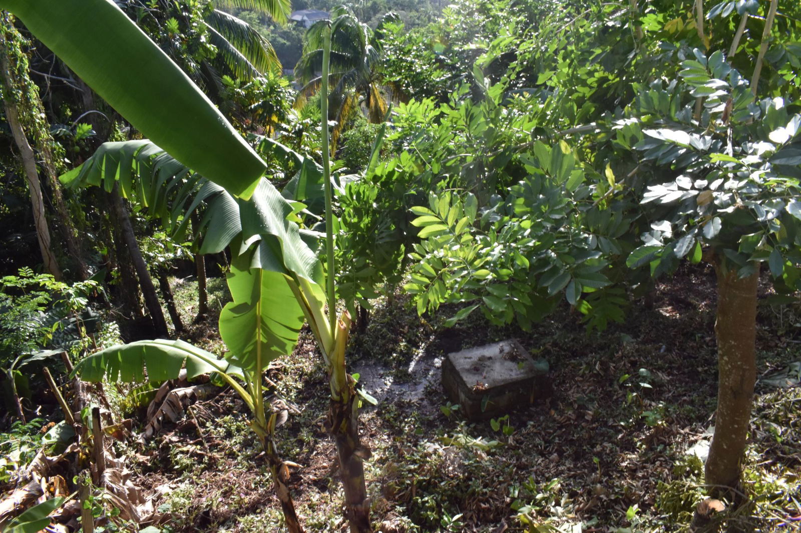 Twenty-Ninth image of 20 Fort George Heights, King in Kingston 9, St. Andrew, Jamaica - property is For Sale