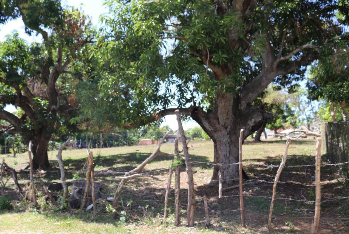 Third image of Part of Lower Works Pen in Black River, St. Elizabeth, Jamaica - property is For Sale