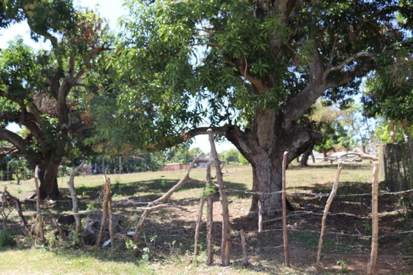 Third image of Part of Lower Works Pen in Black River, St. Elizabeth, Jamaica - property is For Sale