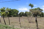 First image of Part of Lower Works Pen in Black River, St. Elizabeth, Jamaica - property is For Sale