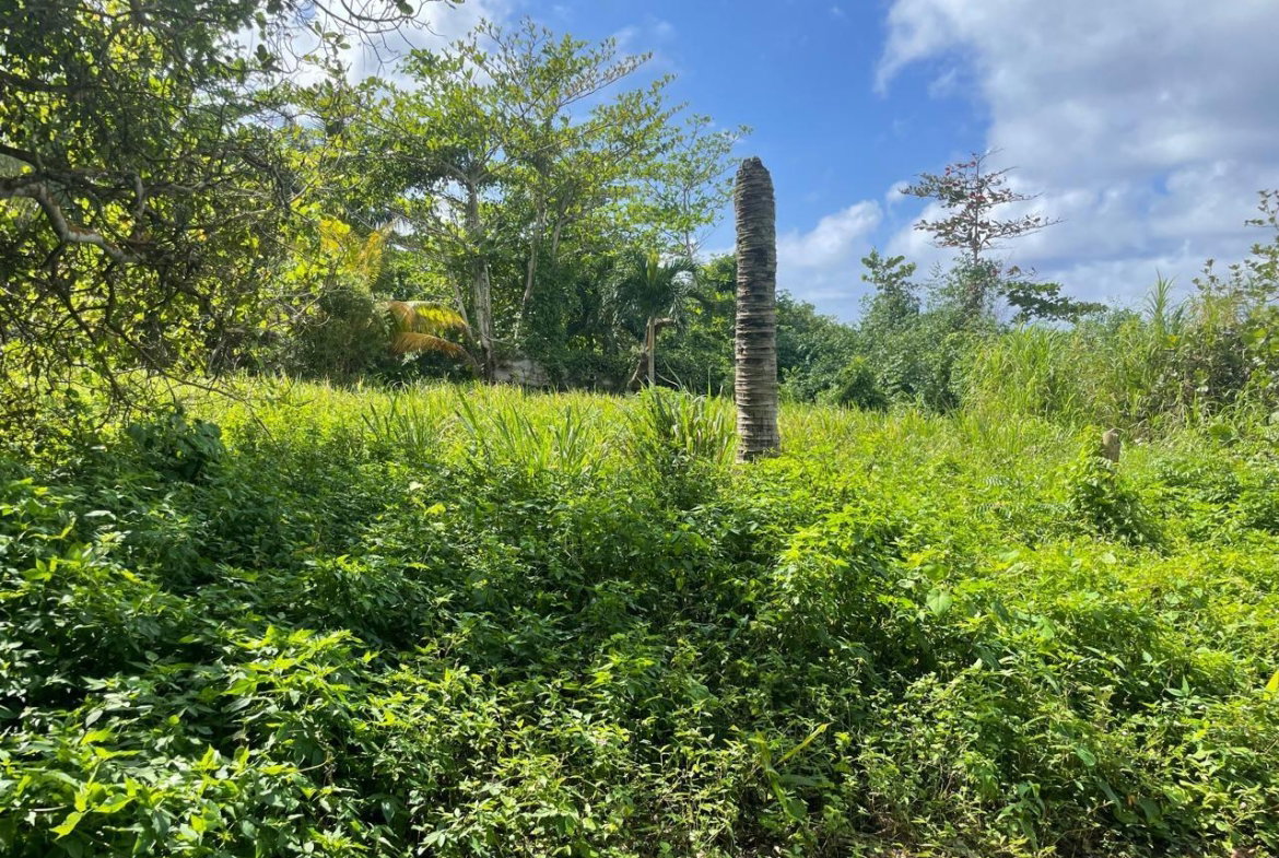 Fifth image of Lot-8 Burlington Estate in Burlington, Portland, Jamaica - property is For Sale