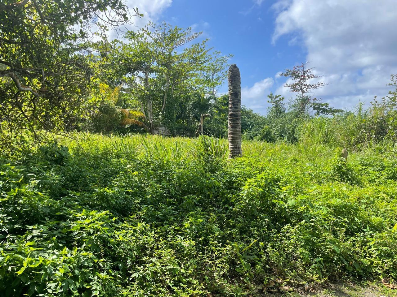 Fifth image of Lot-8 Burlington Estate in Burlington, Portland, Jamaica - property is For Sale
