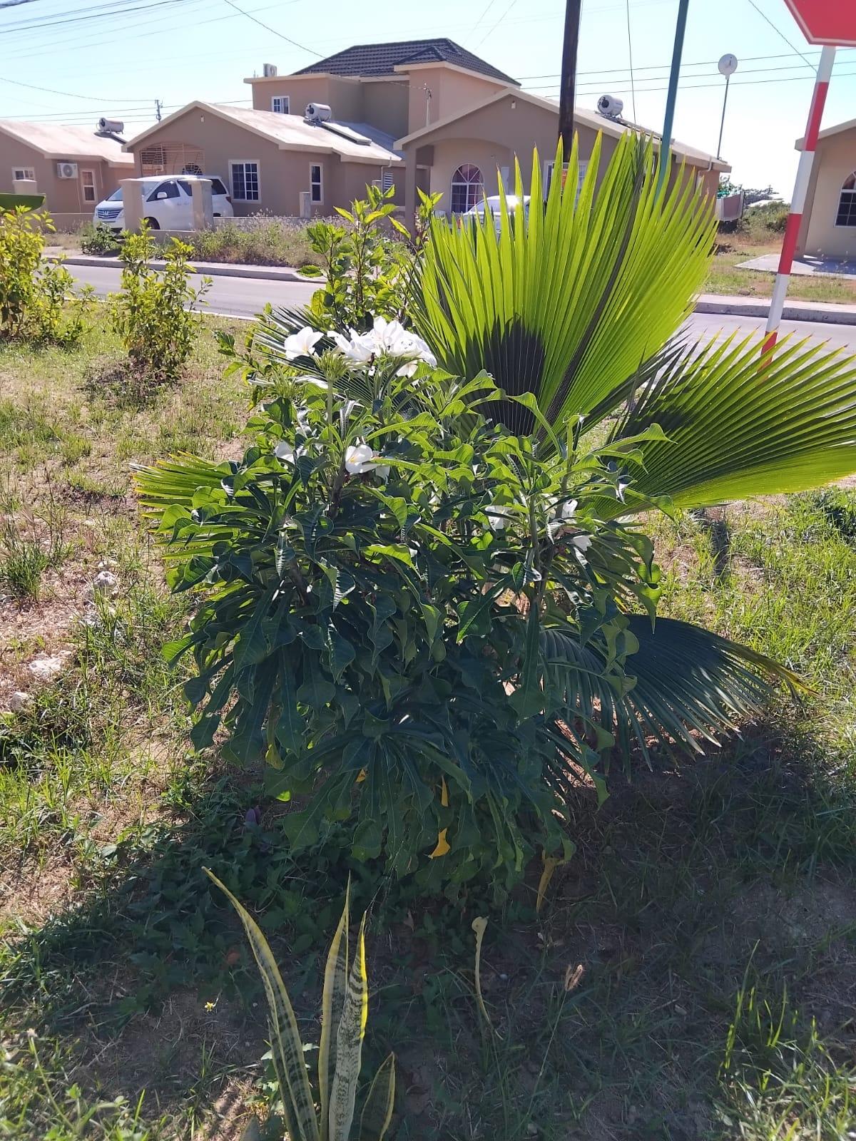 Twelfth image of Lot-138 Phoenix Park Village 2, p in Phoenix Park, St. Catherine, Jamaica - property is For Rent