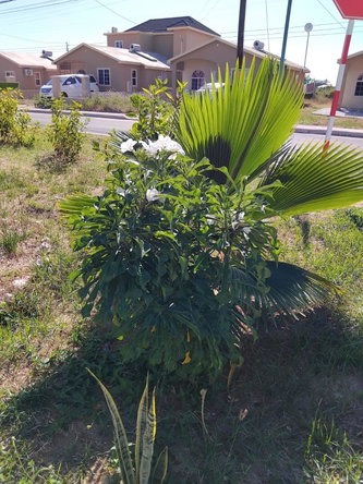 Twelfth image of Lot-138 Phoenix Park Village 2, p in Phoenix Park, St. Catherine, Jamaica - property is For Rent
