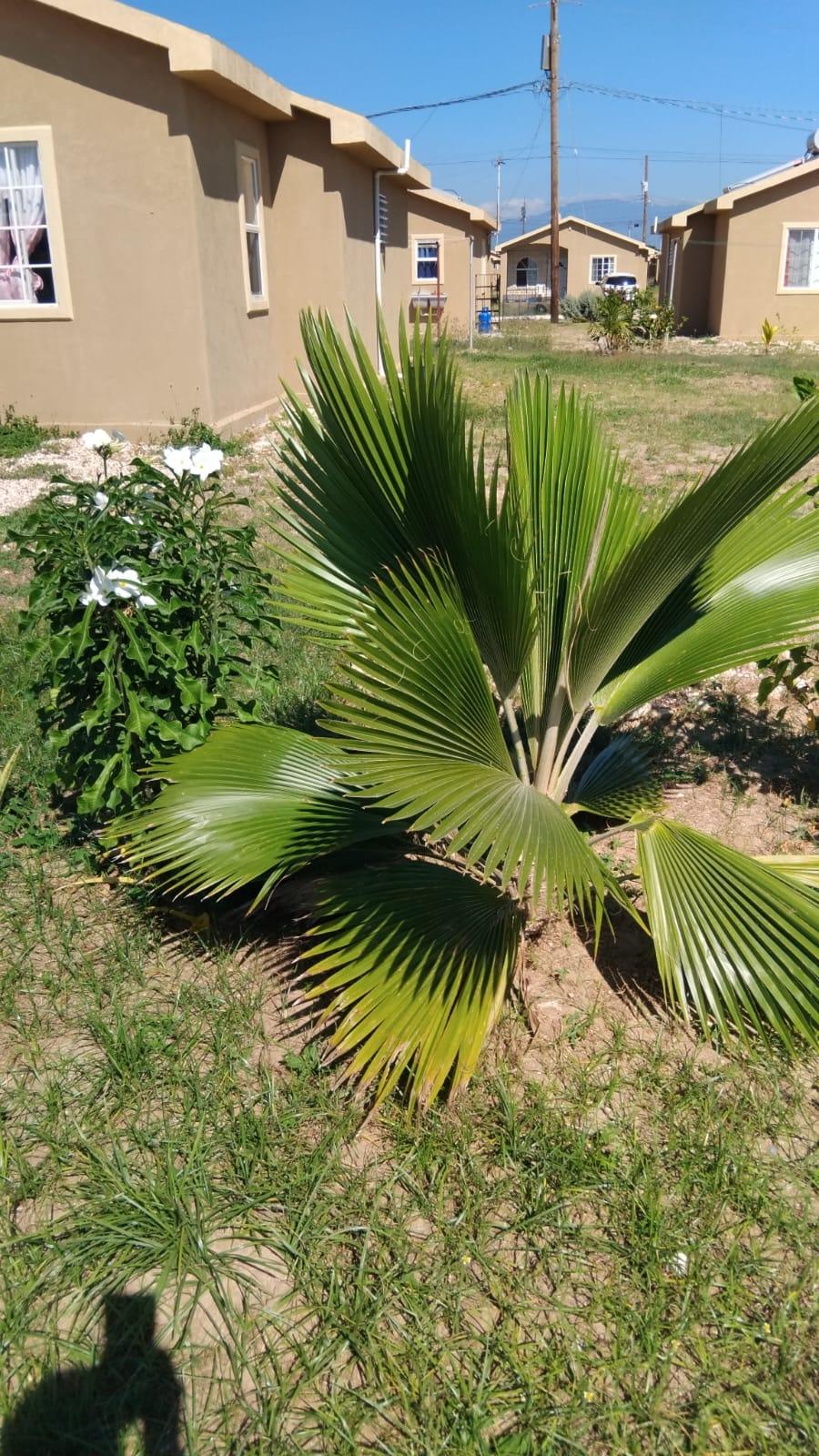 Thirteenth image of Lot-138 Phoenix Park Village 2, p in Phoenix Park, St. Catherine, Jamaica - property is For Rent