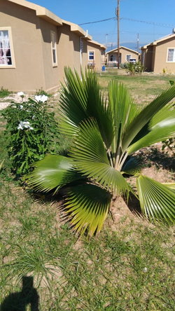 Thirteenth image of Lot-138 Phoenix Park Village 2, p in Phoenix Park, St. Catherine, Jamaica - property is For Rent