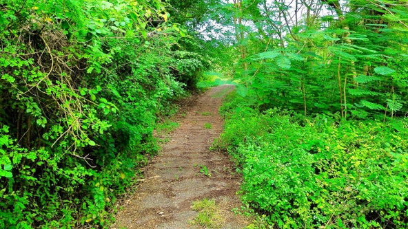 Fourth image of Pedro, Bull's Bay in Lucea, Hanover, Jamaica - property is For Sale