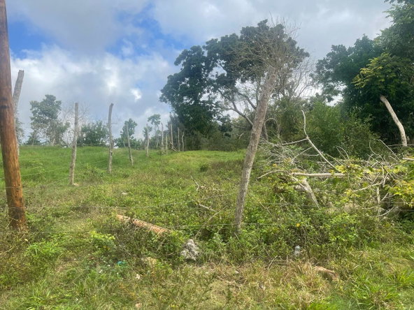 Seventh image of Lot 2- Albion , Mandeville, Manc in Knockpatrick, Manchester, Jamaica - property is For Sale